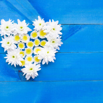 composition white yellow flowers chrysanthemums blue wooden background