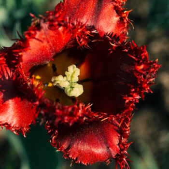 elevated view single vibrant red flower