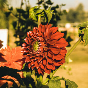 flowers autumn