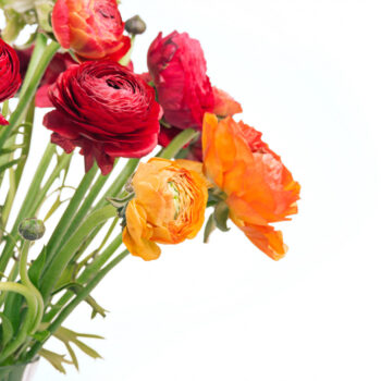 ranunkulyus bouquet red flowers white