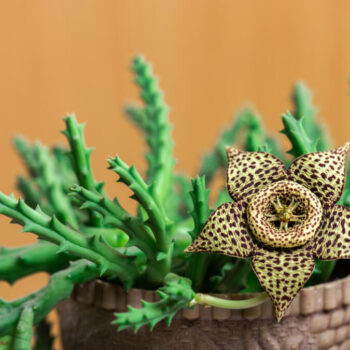 stapelia variegata flower blooming