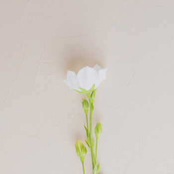 white bells flowers light pastel textured background floral image postcards vertical banner